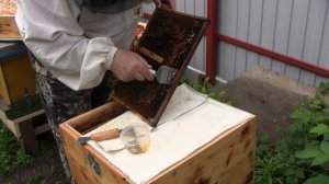 Пчелы.Извлечение личинок трутня из сот