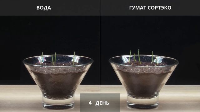 Гумат Калия СортЭко - испытание на пшенице смотреть онлайн
