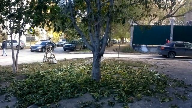 Каштан сбрасывает листву смотреть онлайн