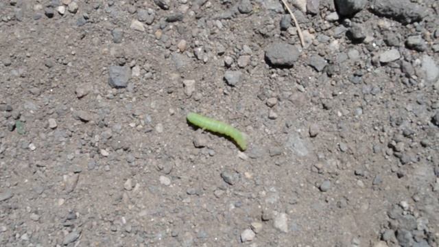 Зеленая гусеница быстро ползет смотреть онлайн