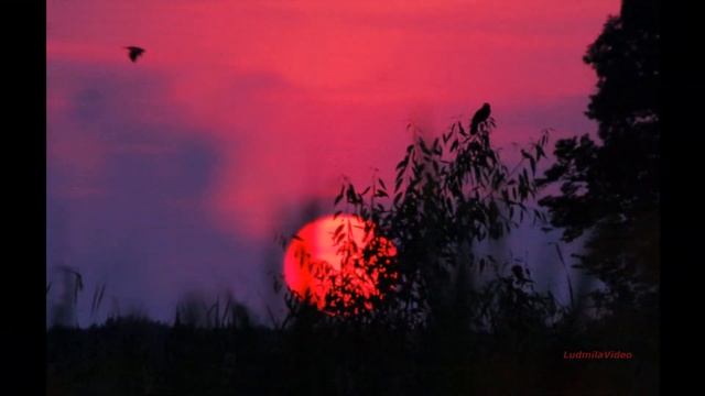 Женщина любимая моя & Ветреный смотреть онлайн