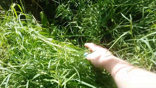 Тархун, зачем срезаю куда добавляю?