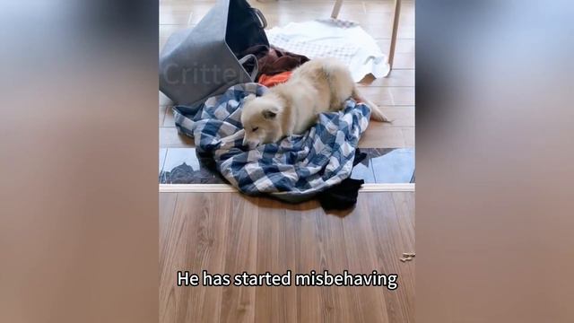 His mouth was tied up, and in his despair, he couldn't even whimper смотреть онлайн