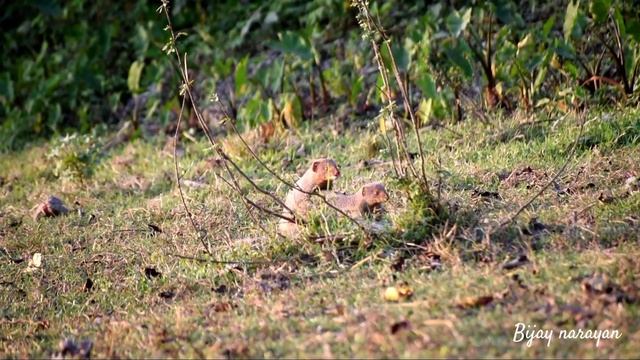 Indian grey mongoose mating | mongoose breeding | with nikond5600 смотреть онлайн