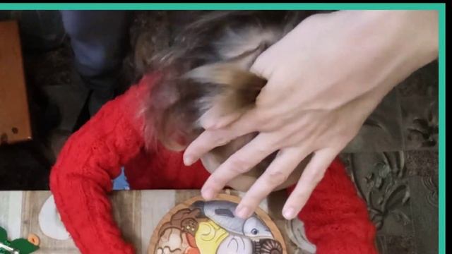 Прическа для девочки на короткие, тонкие волосы в сад смотреть онлайн