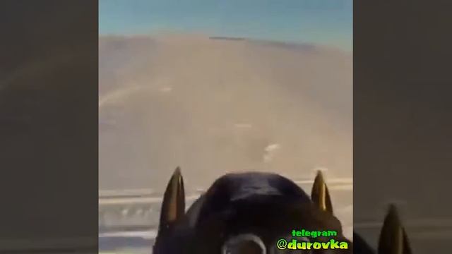 Нежданчик на снегоходе