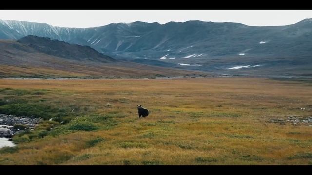 Медведь Врангеля_