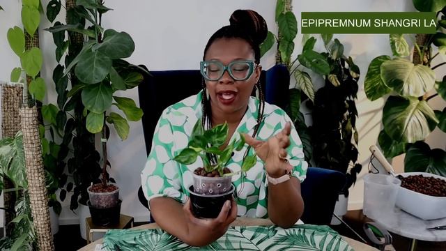 How To Make A Tree Fern Fibre Moss Pole смотреть онлайн