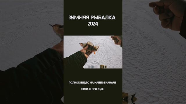 Ловля окуня на мормышку / Зимняя рыбалка 2024 смотреть онлайн