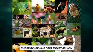 §15 "Зональность географической оболочки", География 7 класс ч.1, Домогацких