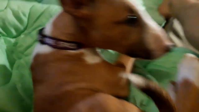 Акула кенгуру !) смотреть онлайн