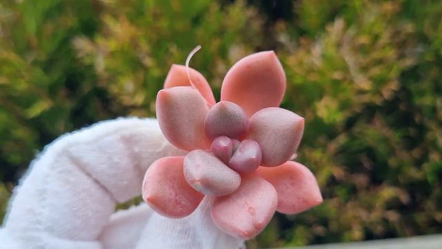 Echeveria Peach Garden смотреть онлайн