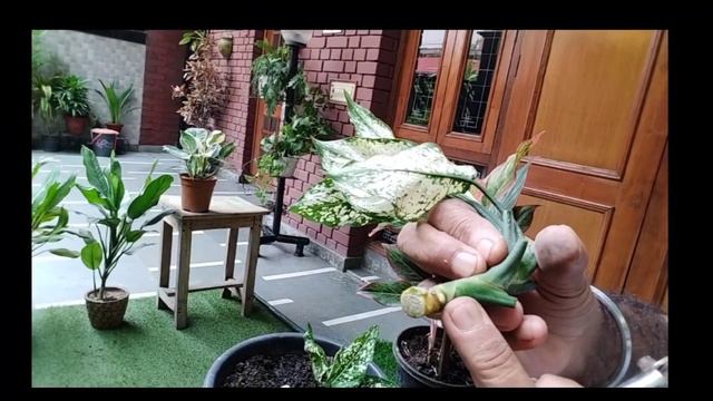 How To Grow Aglaonema By Cutting/Propagation Of Evergreen plant। смотреть онлайн