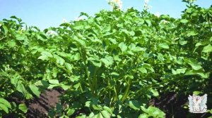 Трактор и сельхозтехника для детей. Мультик про транспорт