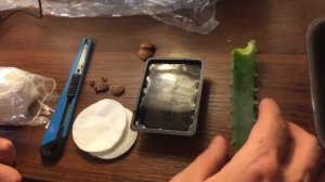 Как правильно выращивать МАНГОСТИН!!! И какой он на ВКУС!!!