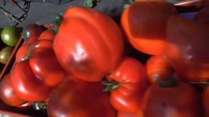 САМЫЕ УРОЖАЙНЫЕ ТОМАТЫ! Обзор 5 августа. Ольга Чернова.