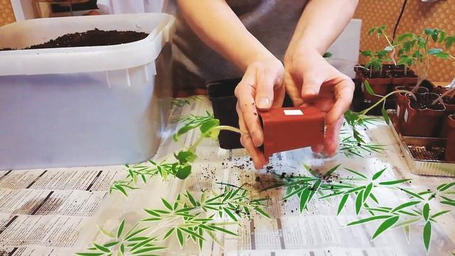 Рассада томатов вытянулась. Причины. Что делать. смотреть онлайн