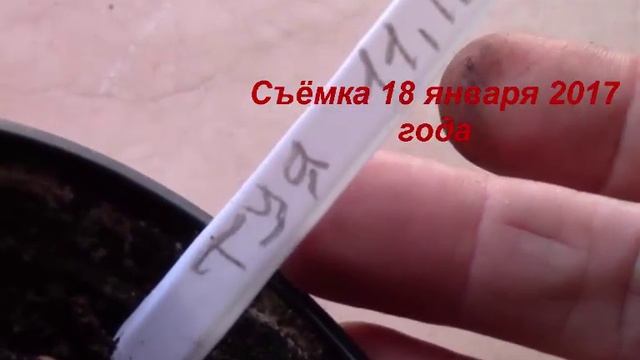 Плосковеточник из семян в домашних условиях! смотреть онлайн