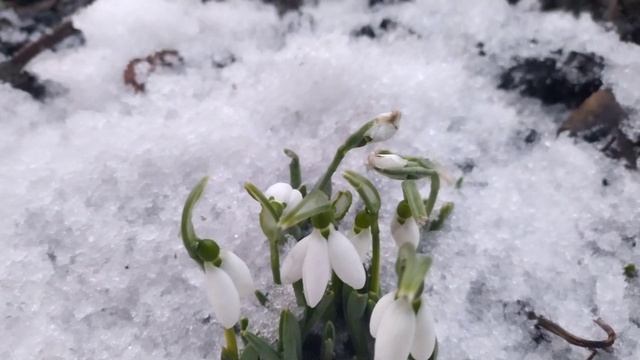 Красота под снегом! Первые цветы! Подснежники.