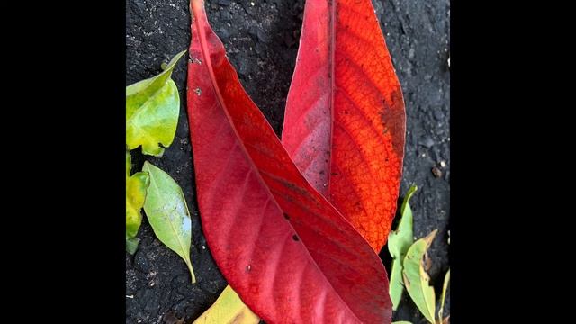 Barringtonia neocaledonica смотреть онлайн