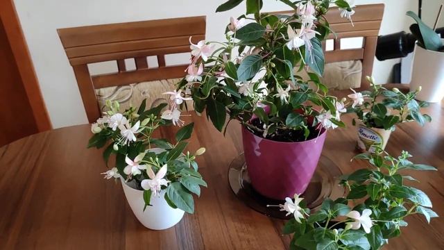 ФУКСИЯ ШИКАРНО ЦВЕТЕТ. 3 СПОСОБА УКОРЕНЕНИЯ. ПРАВИЛЬНЫЙ УХОД смотреть онлайн