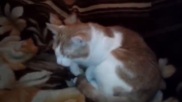 Поздравление с кошачьим днем! Ура, праздник, лол! смотреть онлайн