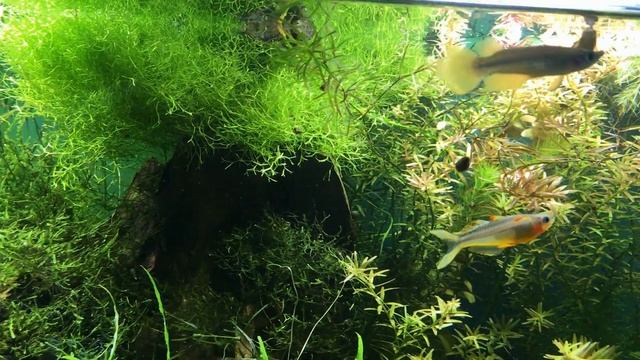 Blue Eye Forktail Rainbowfish Попондетта фурката