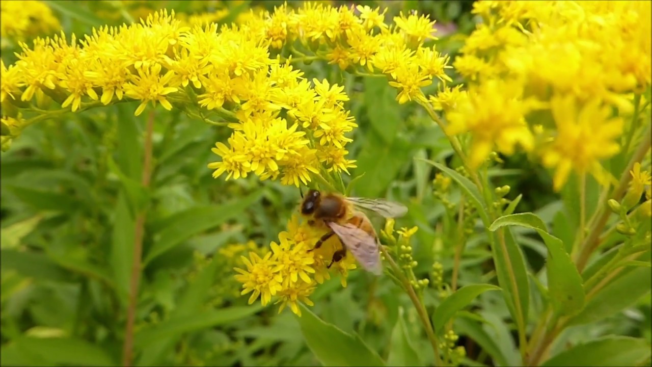 Разумное Человечество