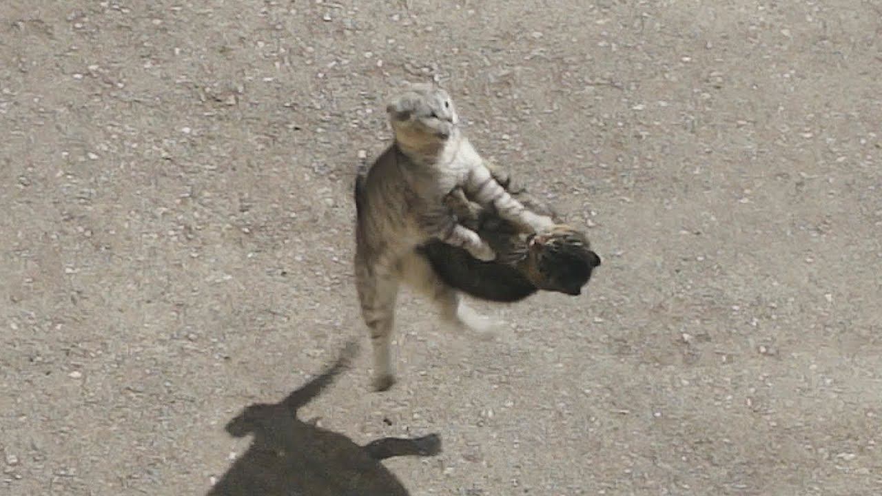 ⚡ЭПИЧНАЯ БИТВА КОТОВ #Shorts Коты дерутся. Fight of street cats. смотреть онлайн