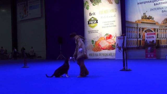 Дженжеруха Виталия YA'BEST MELODY IZ BLAGORODNOGO DOMA Энтлебухер-зенненхунд Мастер - Фристайл смотреть онлайн