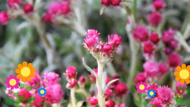 Антеннария двудомная (Rubra). Краткий обзор, описание характеристик, где купить саженцы смотреть онлайн