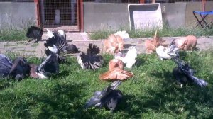 Голуби павлины г.Хмельницкий