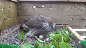 Самка ястреба-тетеревятника на гнезде. Часть 1.