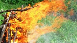 Берегите лес от пожара!