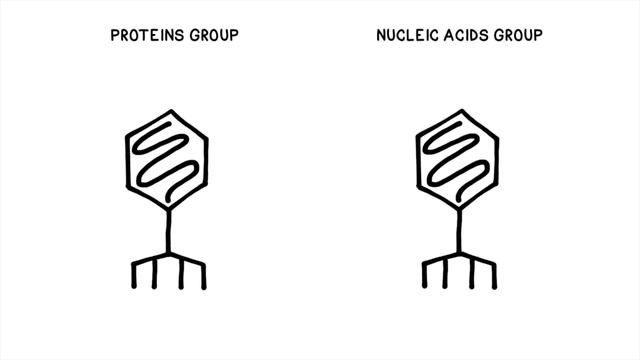 Hershey And Chase Experiment: DNA Is The Molecule Of Heredity