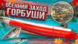 Осенний заход горбуши