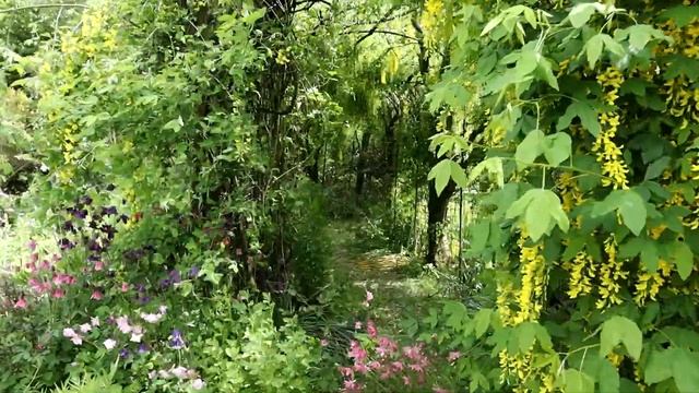 Laburnum Arch Slipper Orchid Cypripedium Garden Beds  Tips for Care  Coolaught Garden Tour