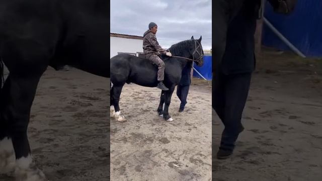 Продаются жеребцы 89326042463 ватсап Екатеринбург?❗️ смотреть онлайн