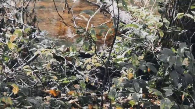 VID 20220920 142158 Над свежей могилой любови...(Н. Клюев)...Павел Васильев Лахтинский смотреть онлайн