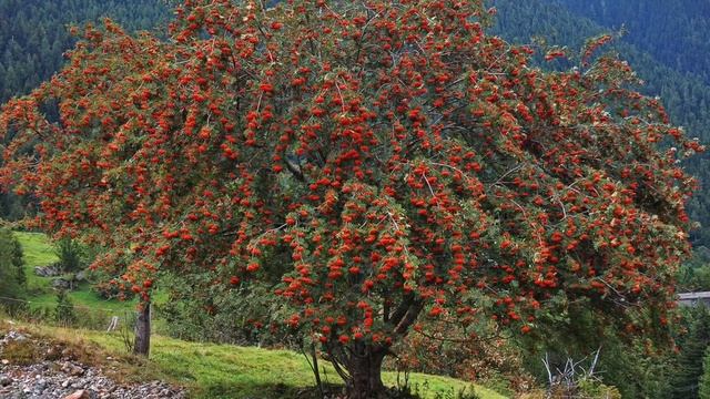 Куст рябины #стихи #рябина смотреть онлайн