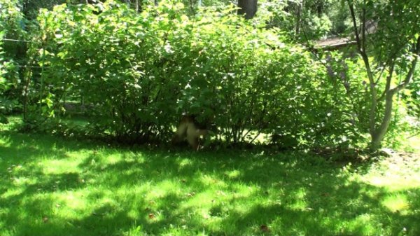 Best German shepherd