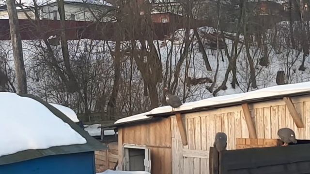 Цесарка -африканская курица смотреть онлайн