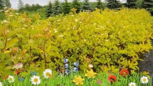 Дерен белый Ауреа (aurea) ? Обзор: посадка и уход. саженцы дерена Ауреа: описание и особенности