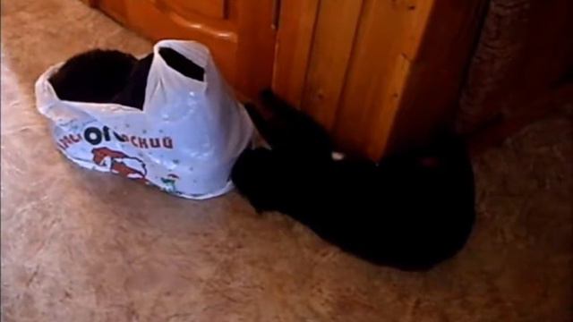 Моська на даче и дома смотреть онлайн