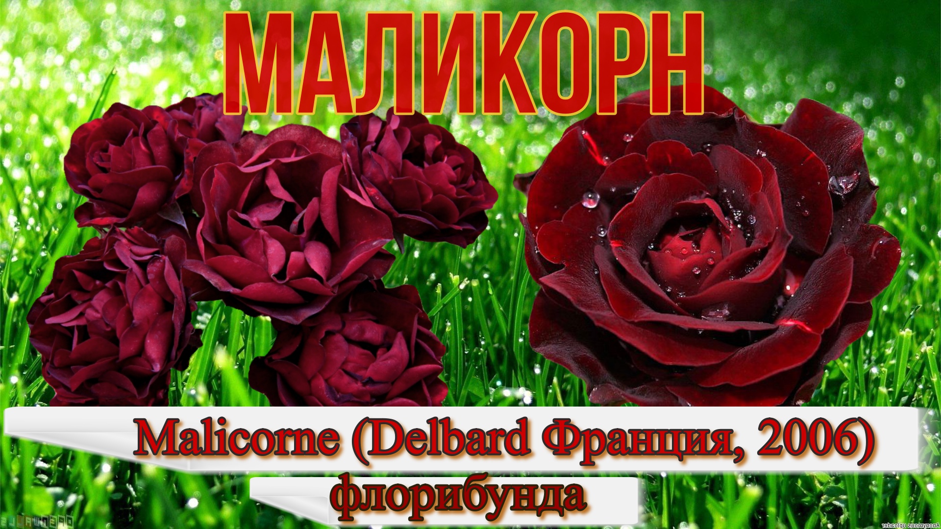 Роза Маликорн (Флорибунда) - Malicorne (Delbard Франция, 2006) смотреть онлайн