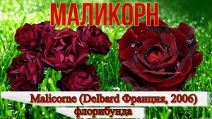 Роза Маликорн (Флорибунда) - Malicorne (Delbard Франция, 2006)