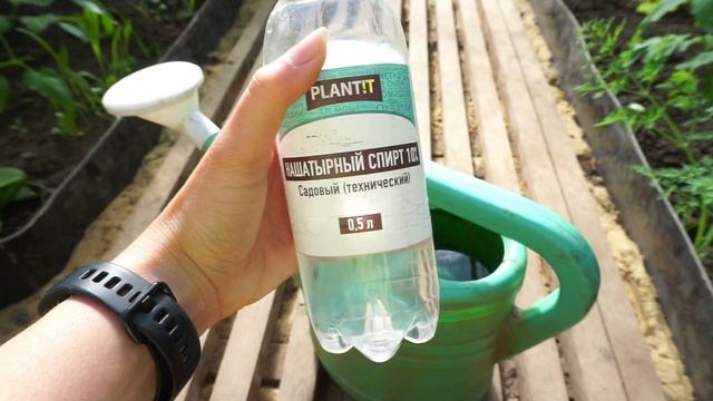 ЗАКОН ПОДЛОСТИ/ УБОРКА В ДОМЕ/ БЫСТРЫЙ ОБЕД/ СПАСАЕМ КАПУСТУ ОТ ГУСЕНИЦ/ ПИОНЫ/ ЖАСМИН/ РОЗЫ смотреть онлайн