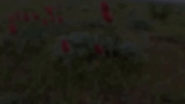 Весна Харабали-в степи цветут тюльпаны Шренка смотреть онлайн