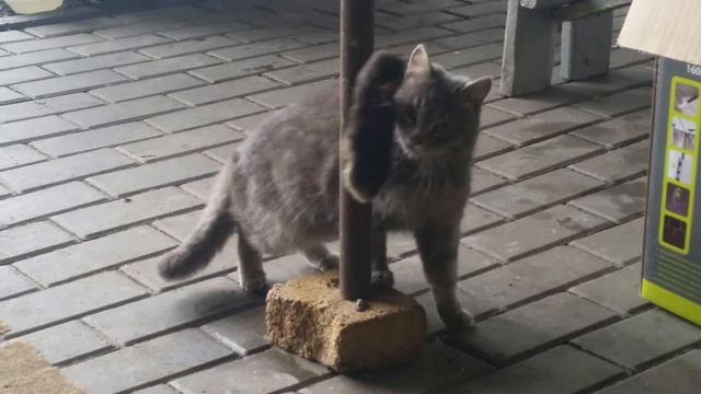 Кроличья лапка 1 смотреть онлайн