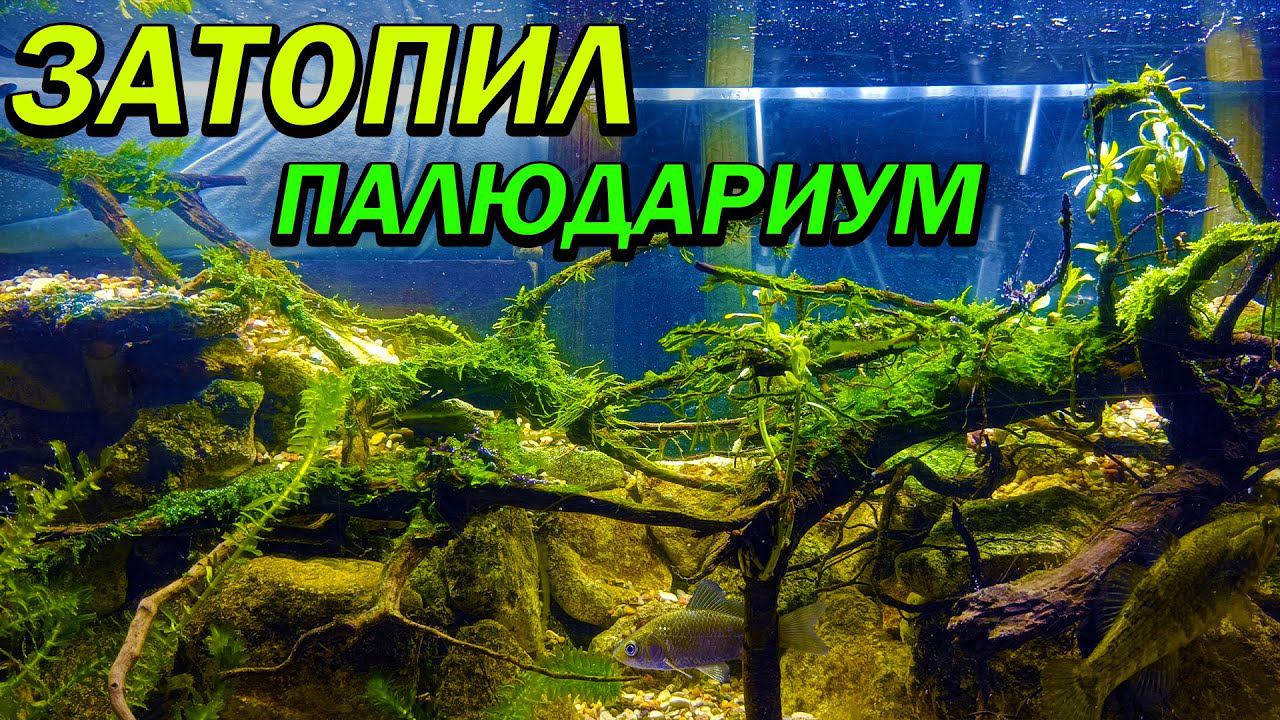 Затопил палюдариум с речными рыбками! смотреть онлайн